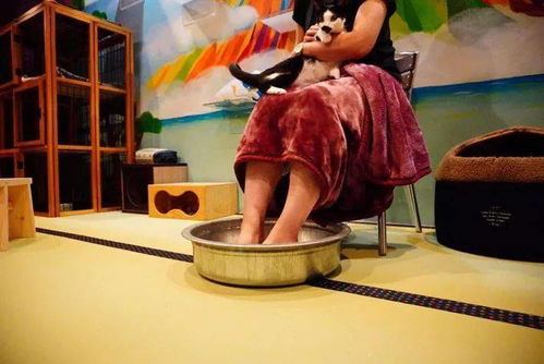 貓浴場 不只是泡貓，還有喵技師的貼心服務